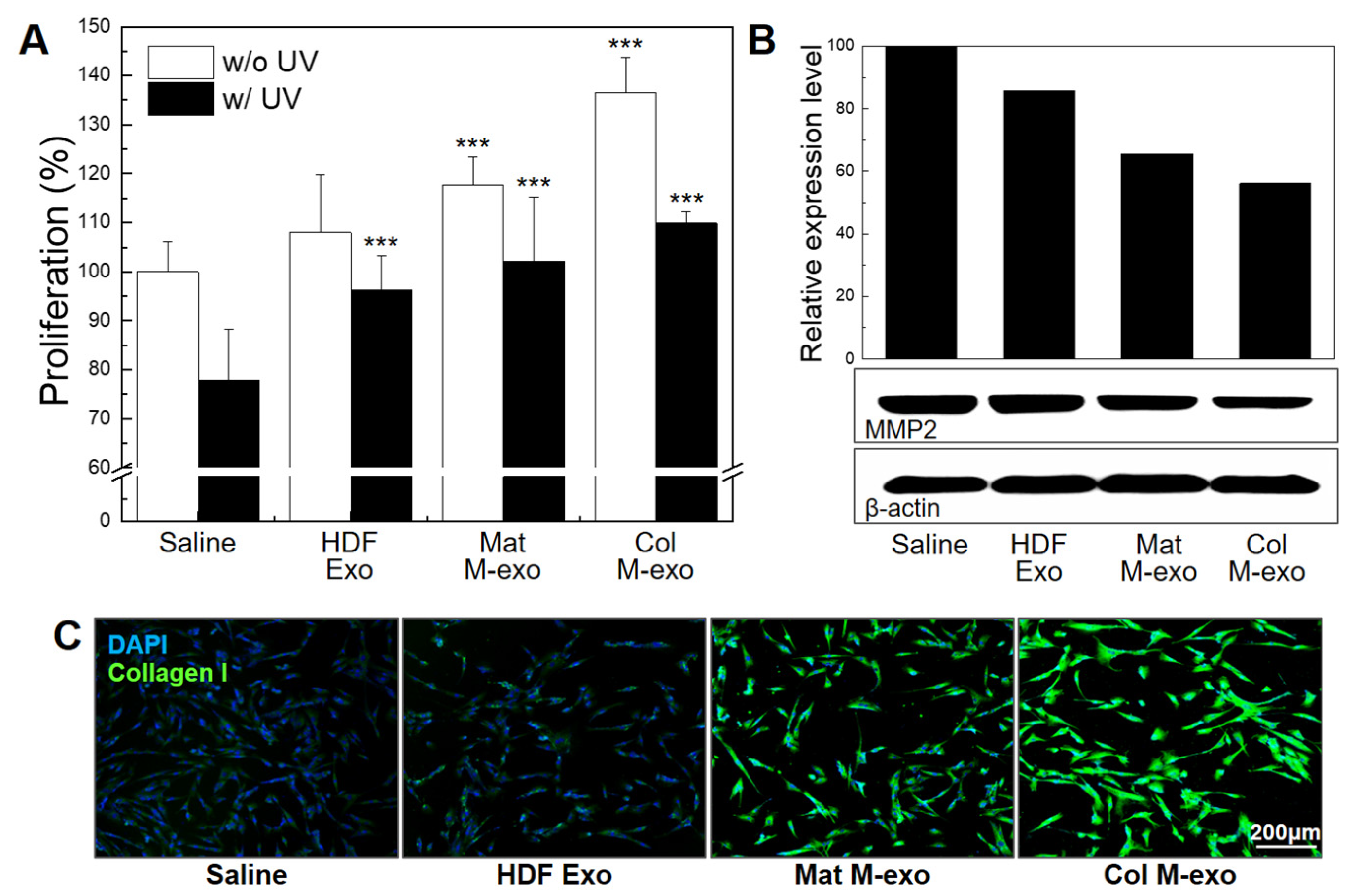 Milk exosomes promote human dermal fibroblast proliferation, reduce MMP2, and enhance type I collagen expression to improve skin elasticity.